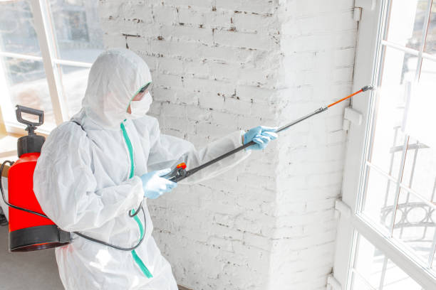 Best Mold Odor Removal Services  in Pierre Part, LA